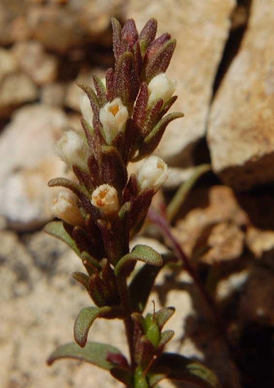 Odontites corsicus / Perlina sardo-corsa